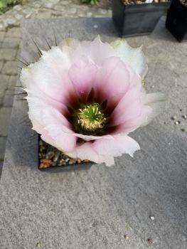 Echinocereus fendleri